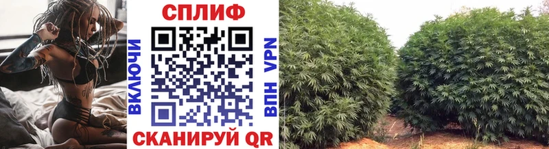 наркотики  Хадыженск  Бошки Шишки план 